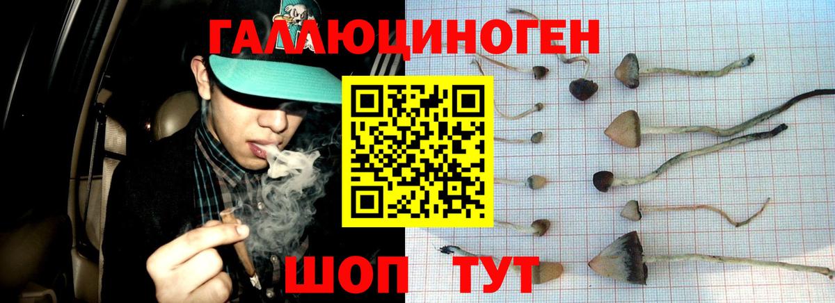 Псилоцибиновые грибы GOLDEN TEACHER Аша